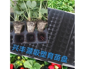 浙江草莓育苗吸塑盘